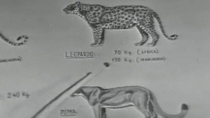 El planeta azul - El leopardo (I)