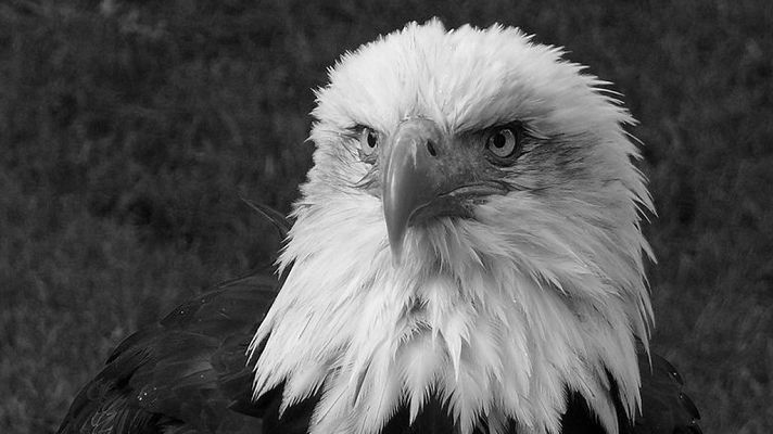 El planeta azul - La muerte de un emblema