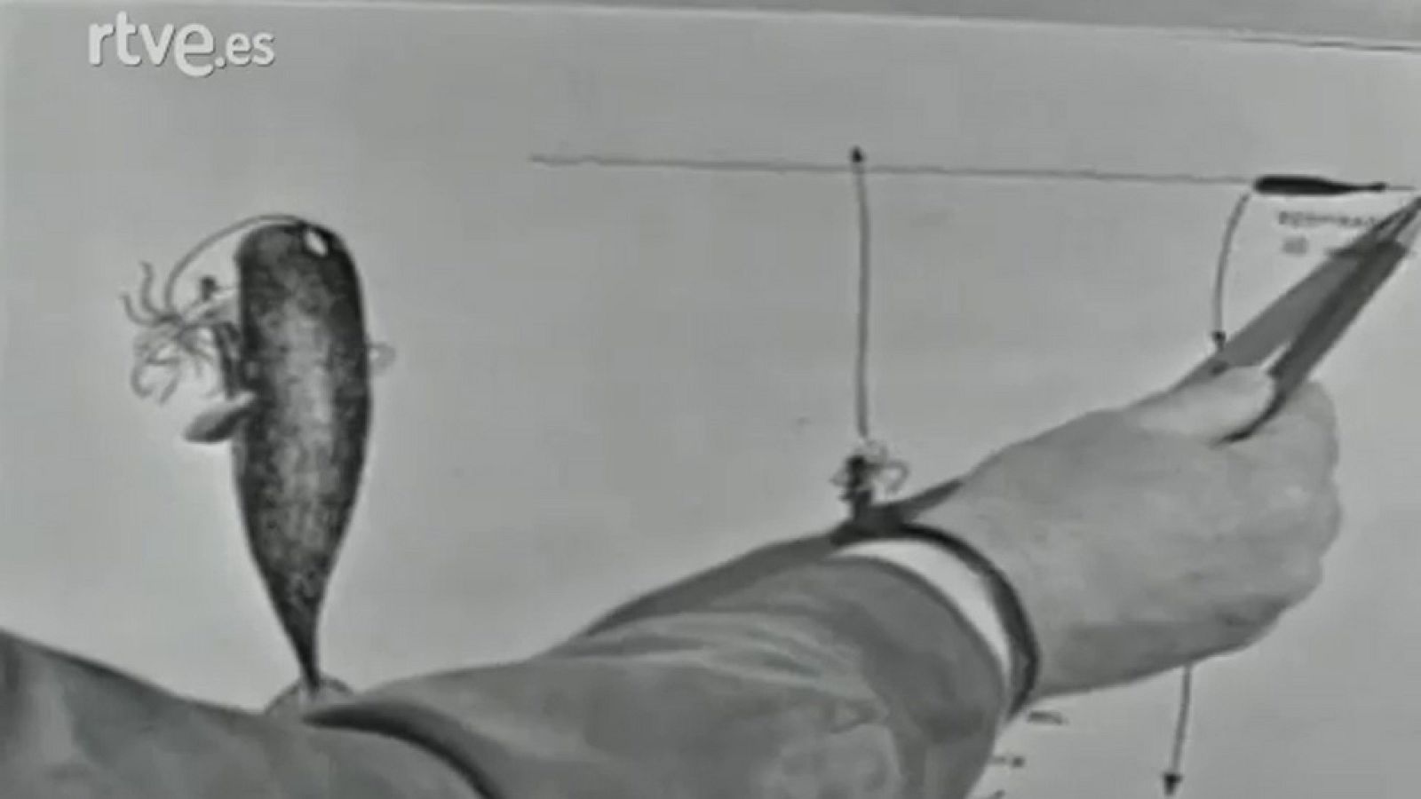 Fauna - Los cetáceos