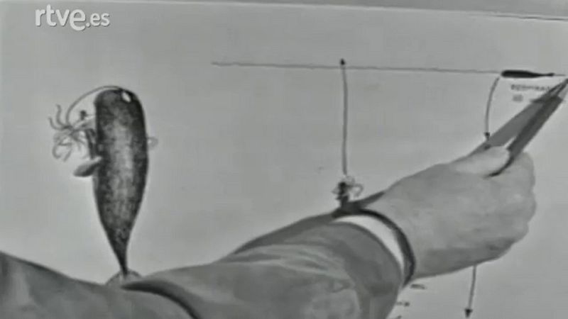 Fauna - Los cetáceos