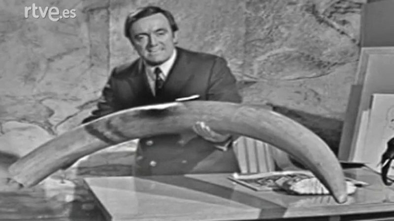 Fauna - Los elefantes