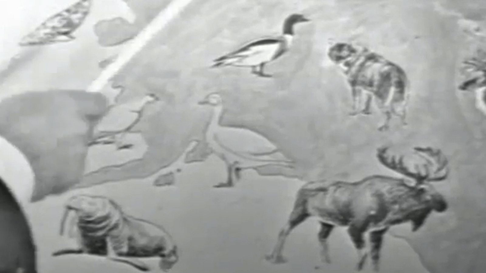 Fauna - El reino del frío