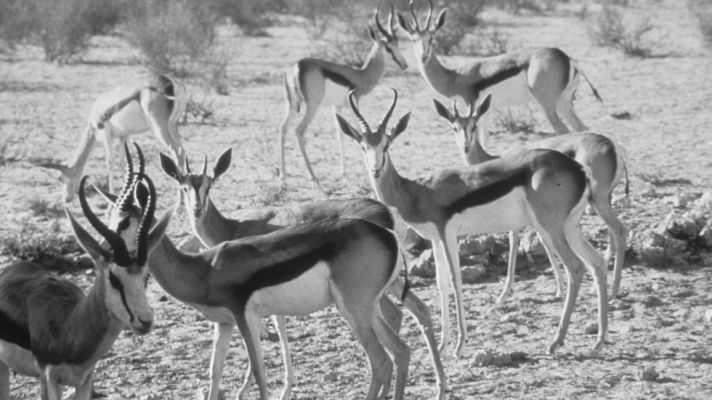 El planeta azul - Los animales contrarreloj