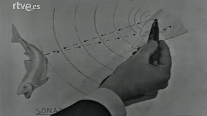 Fauna - Los delfines