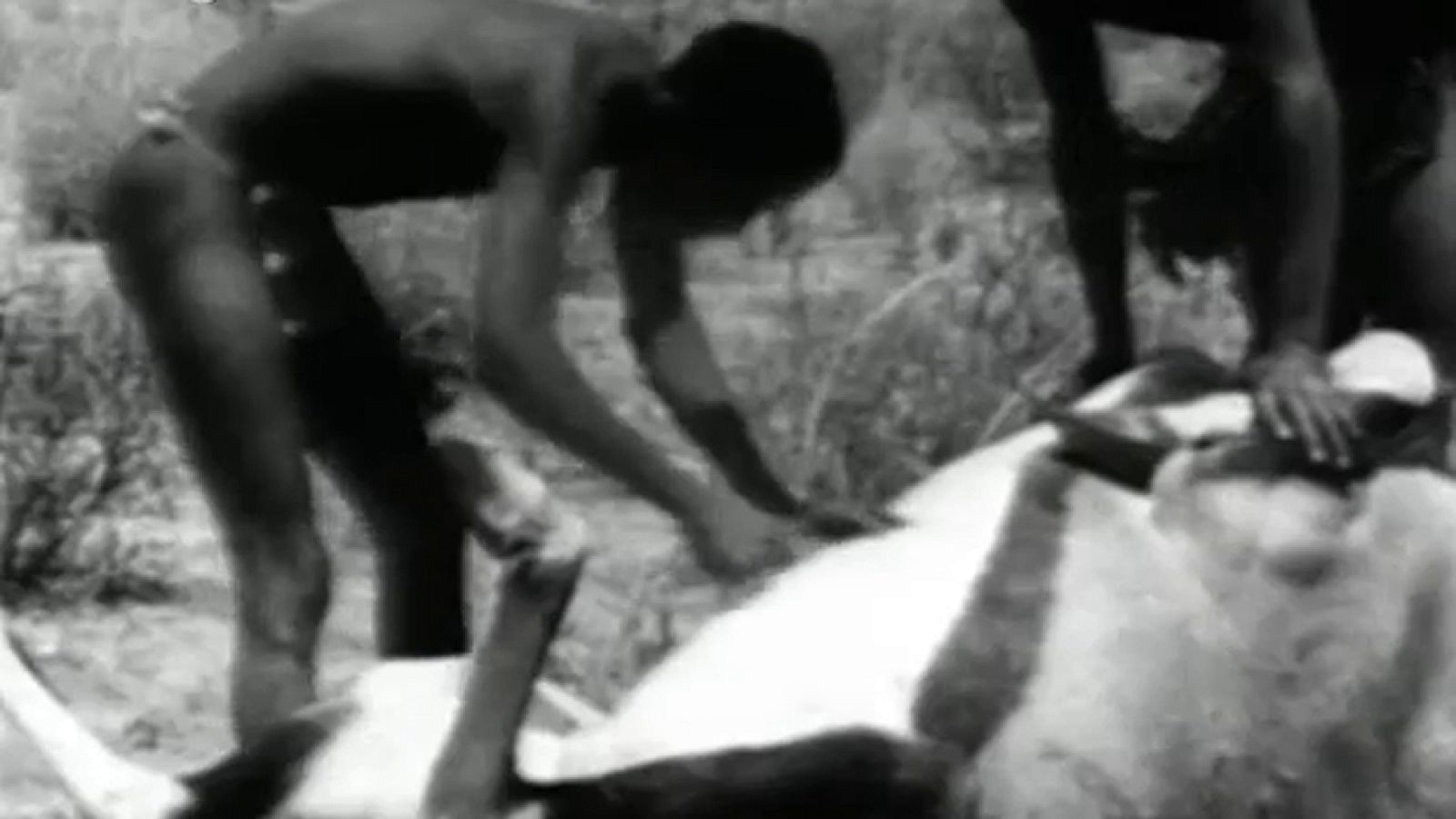 Fauna - Los bosquimanos en el Kalahari (II)