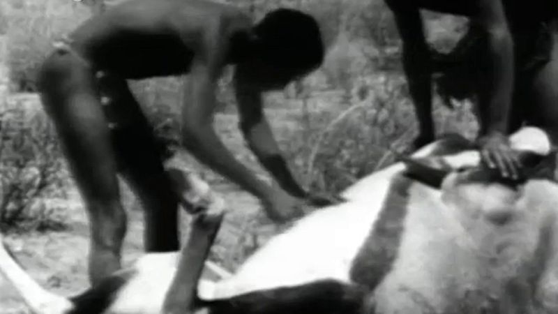 Fauna - Los bosquimanos en el Kalahari (II)