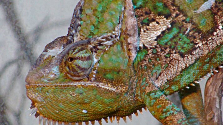 El planeta azul - El camaleón