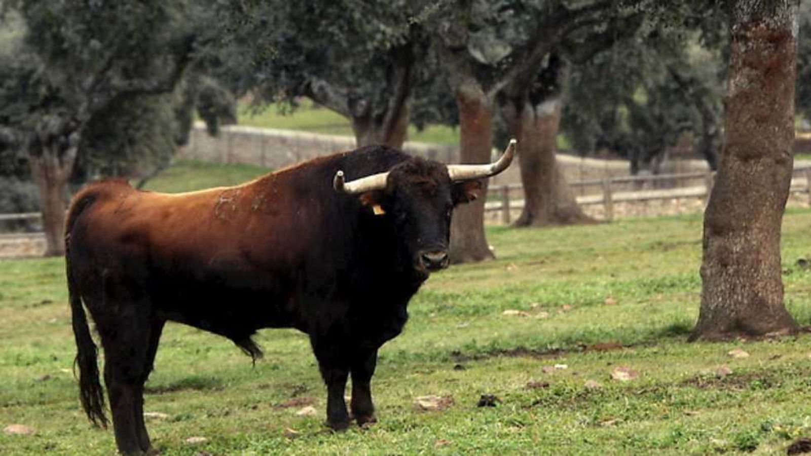 Tendido Cero - 07/02/14 - ver ahora