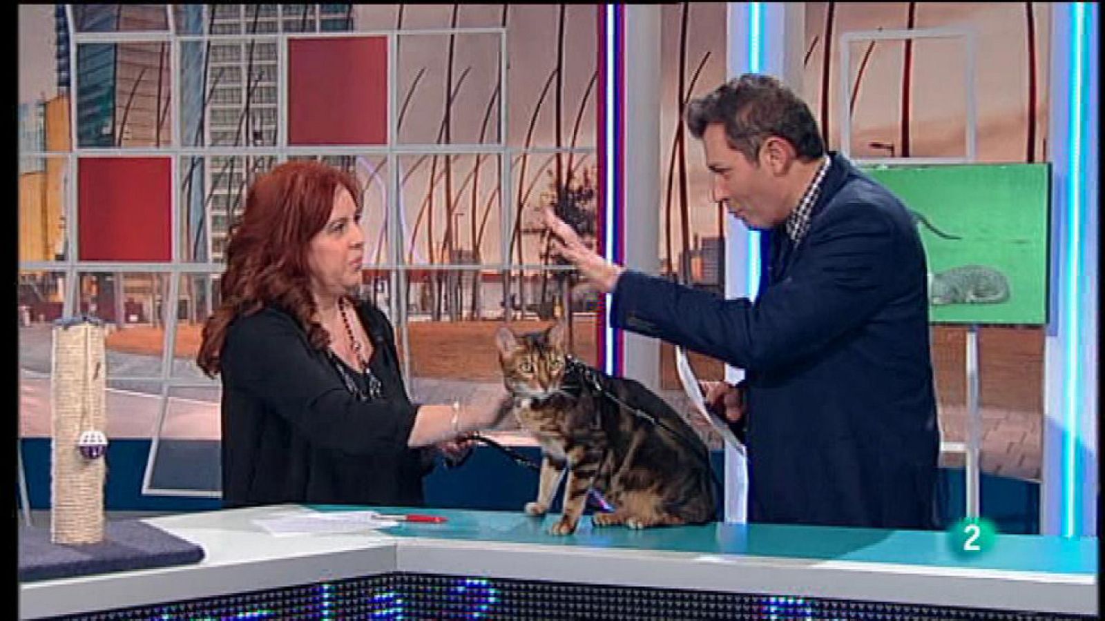 Para Todos La 2 - Animales - Las uñas de los gatos