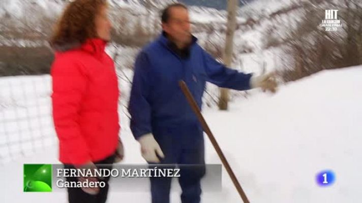 Aquí la Tierra - Vacas mimadas en pleno invierno