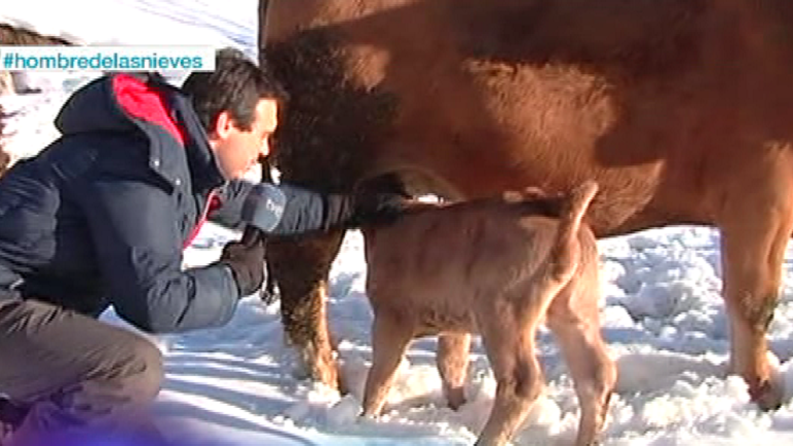 España Directo- El hombre de las nieves ¡se atreve a ordeñar!