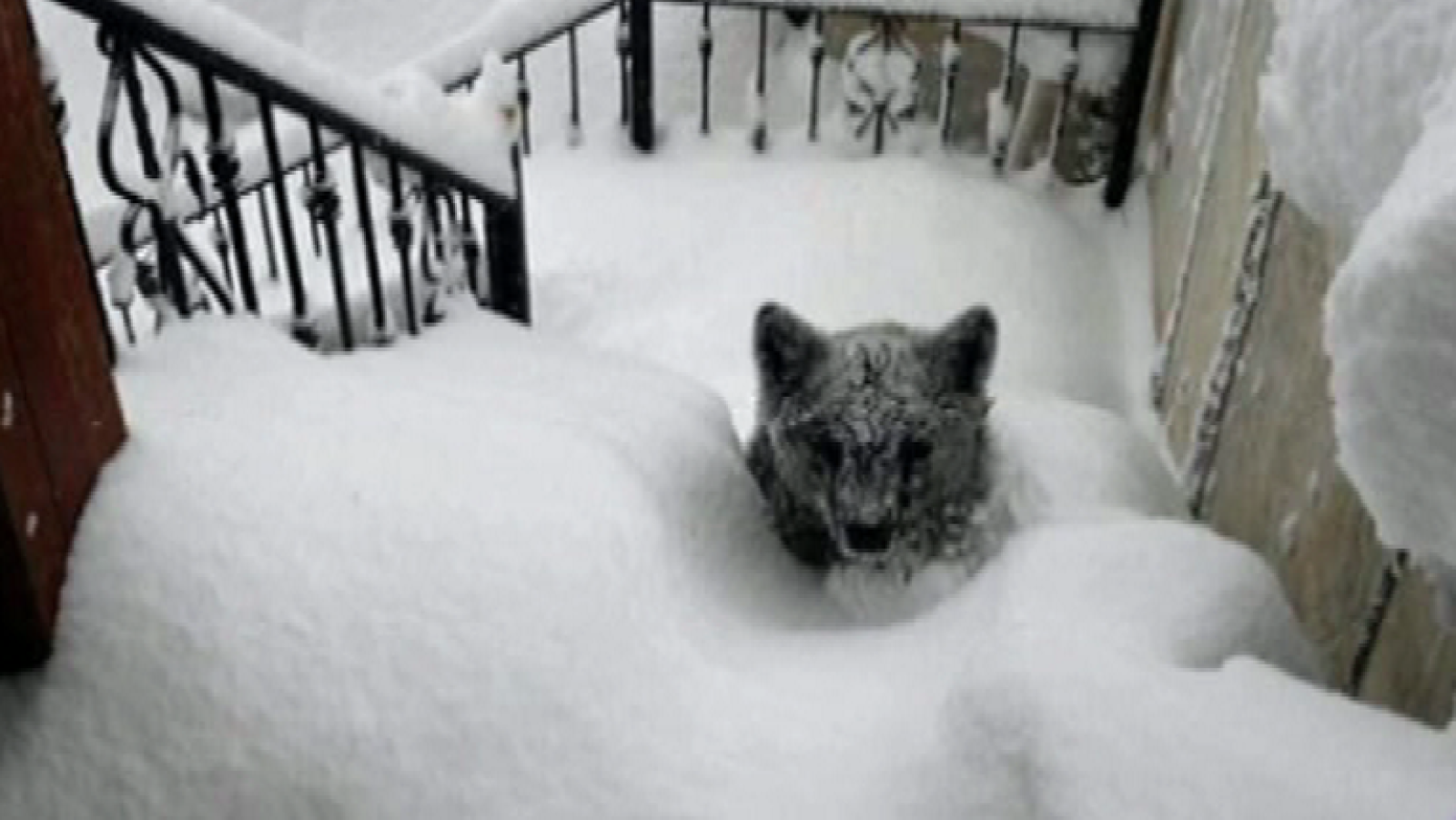 España Directo- Aparece un oso en la puerta de una casa en Prioro