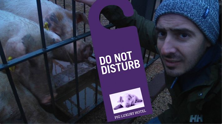 Aquí la Tierra - Un hotel porcino de lujo