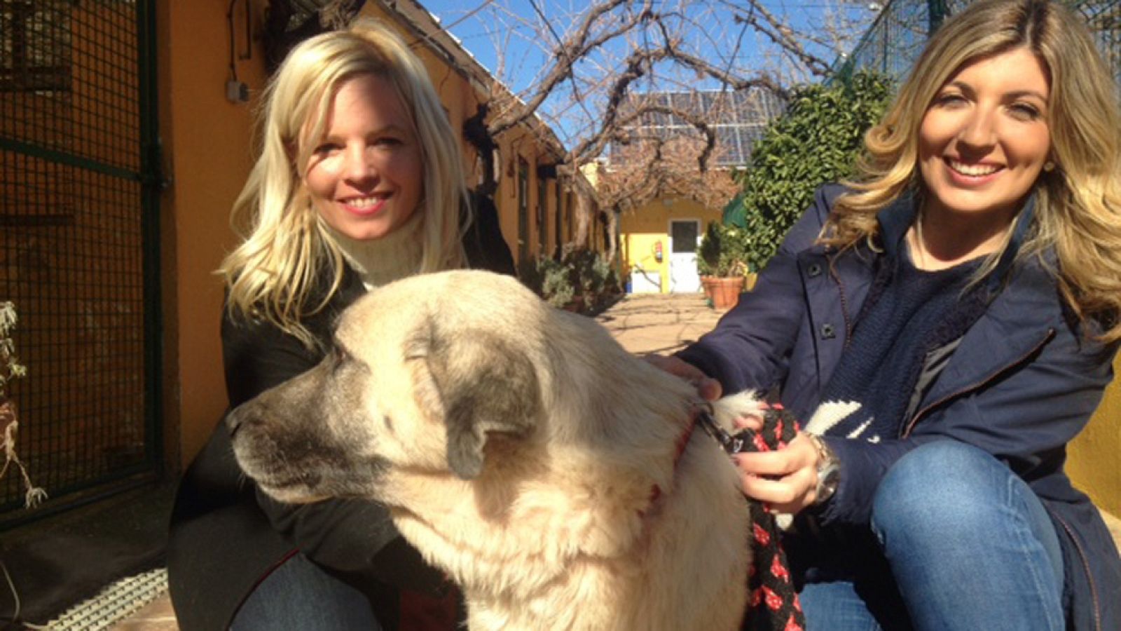 Lluvia Rojo y cómo adoptar animalicos