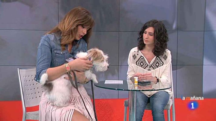 La mañana - Glucosa, un perro te avisa si sube