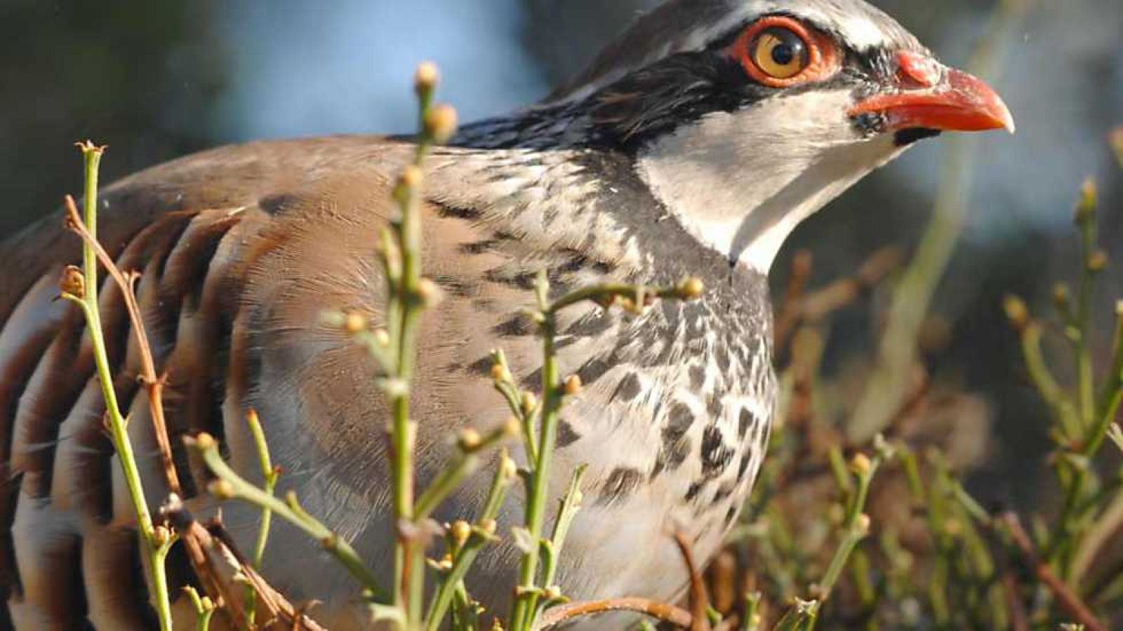 Jara y sedal - Un paso más en el reclamo - Ver ahora