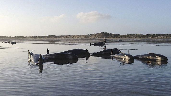 Informativo 24h - Muere un centenar de ballenas varadas en Nueva Zelanda