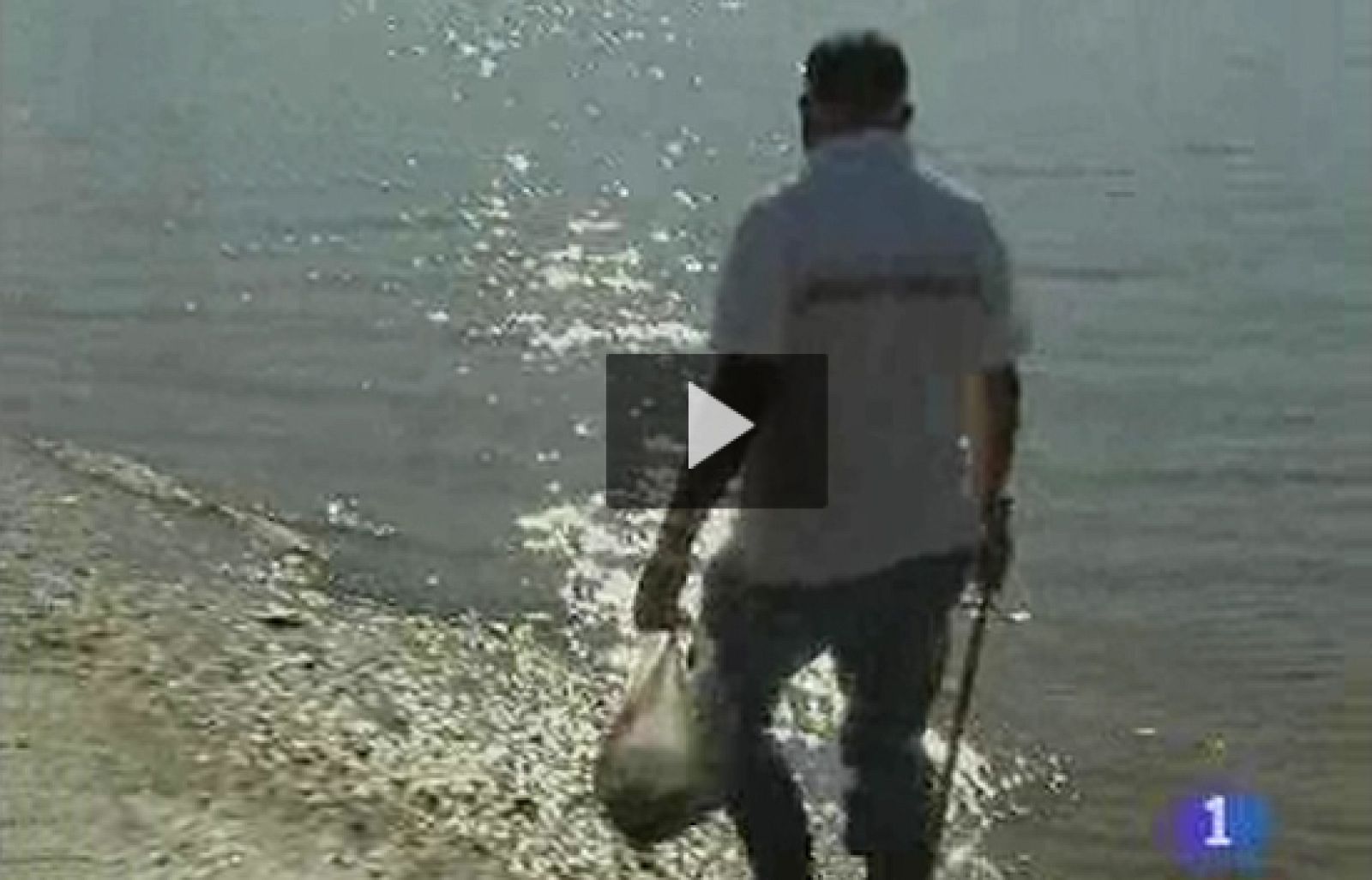 La vieira está en veda desde hace diez años, por culpa de las toxinas | Ver