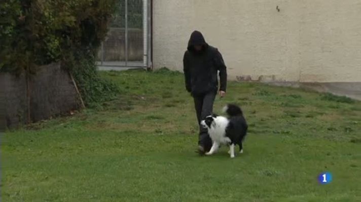 L'Informatiu - Lluita contra la vespa asiàtica: A Olot ensinistren un gos per localitzar-ne els nius