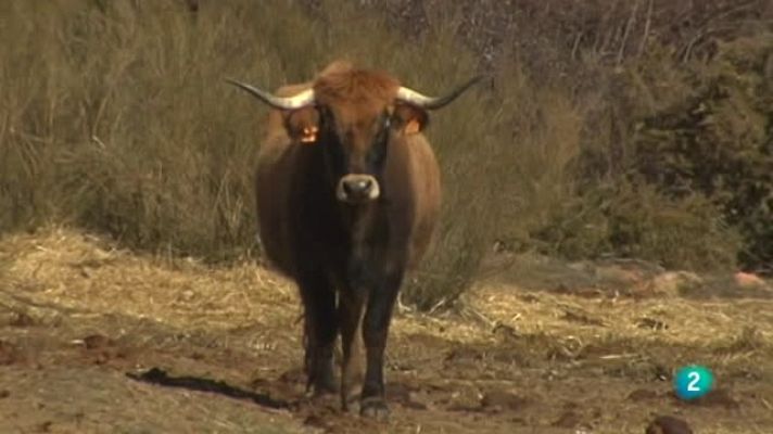 Agrosfera - Vaca Alistano-Sanabresa