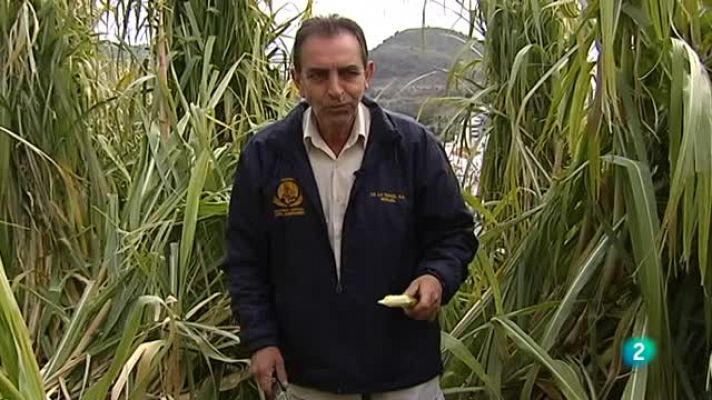 Agrosfera - Frigiliana