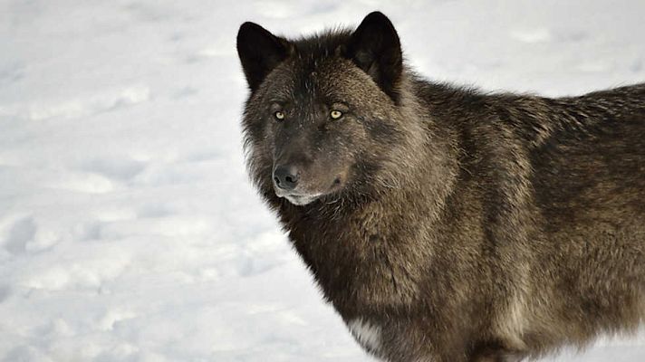 Grandes documentales - El auge del lobo negro
