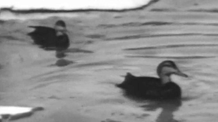 El planeta azul - Fábrica de patos