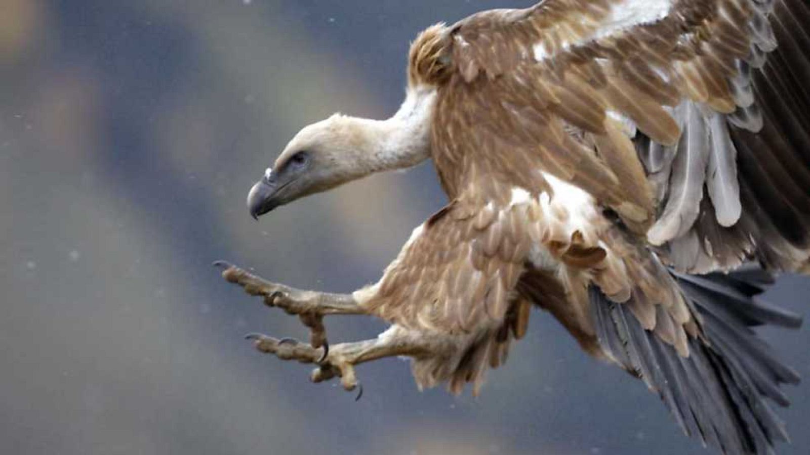 Grandes documentales - Natural Word: Buitres. La belleza en la bestia - Ver ahora