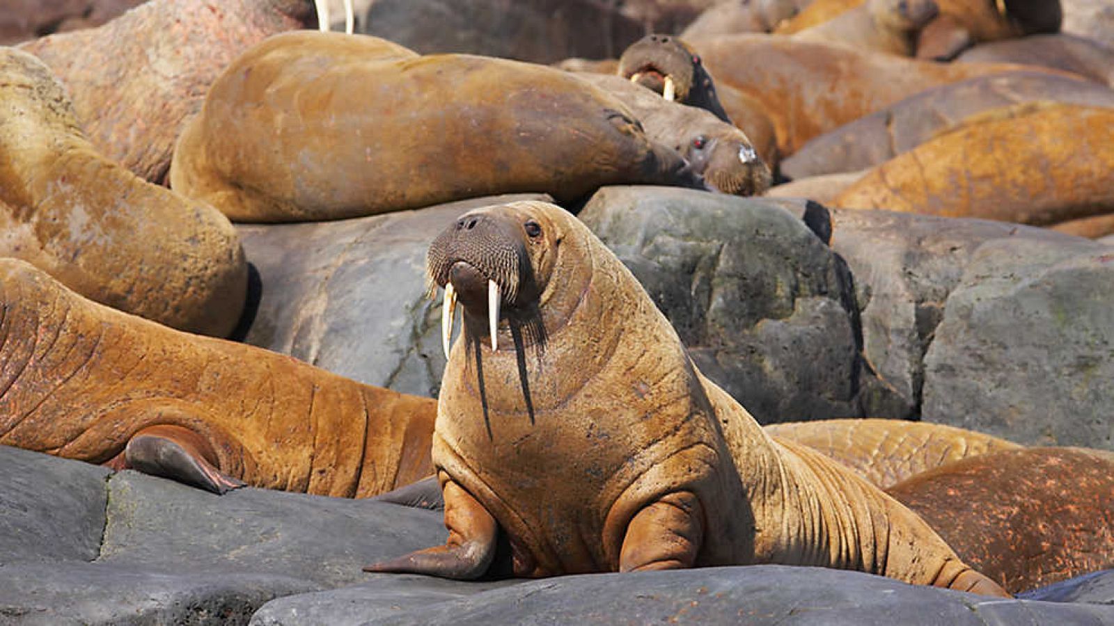 Grandes documentales - Mundo natural: La morsa. Una criatura de 2 toneladas - Ver ahora