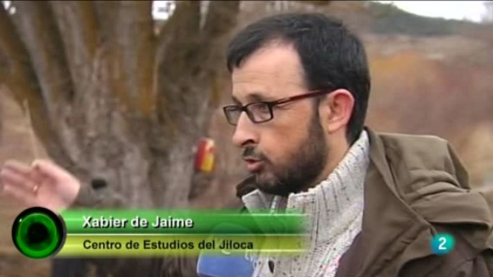 Agrosfera - El árbol más querido