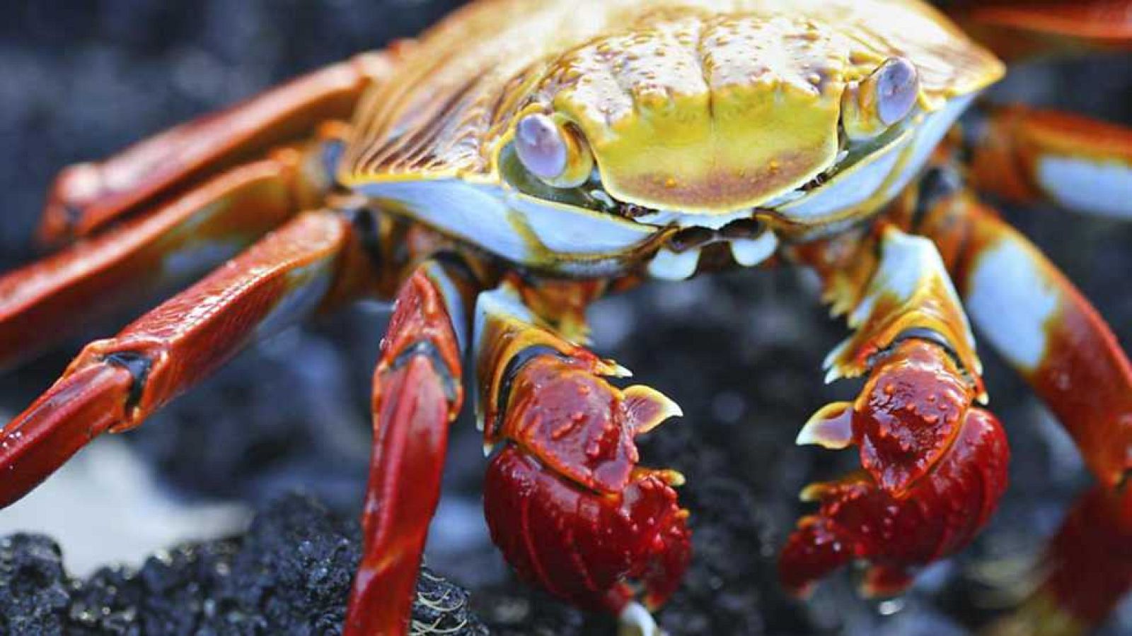 Grandes documentales - Un año en la Naturaleza (1) - ver ahora