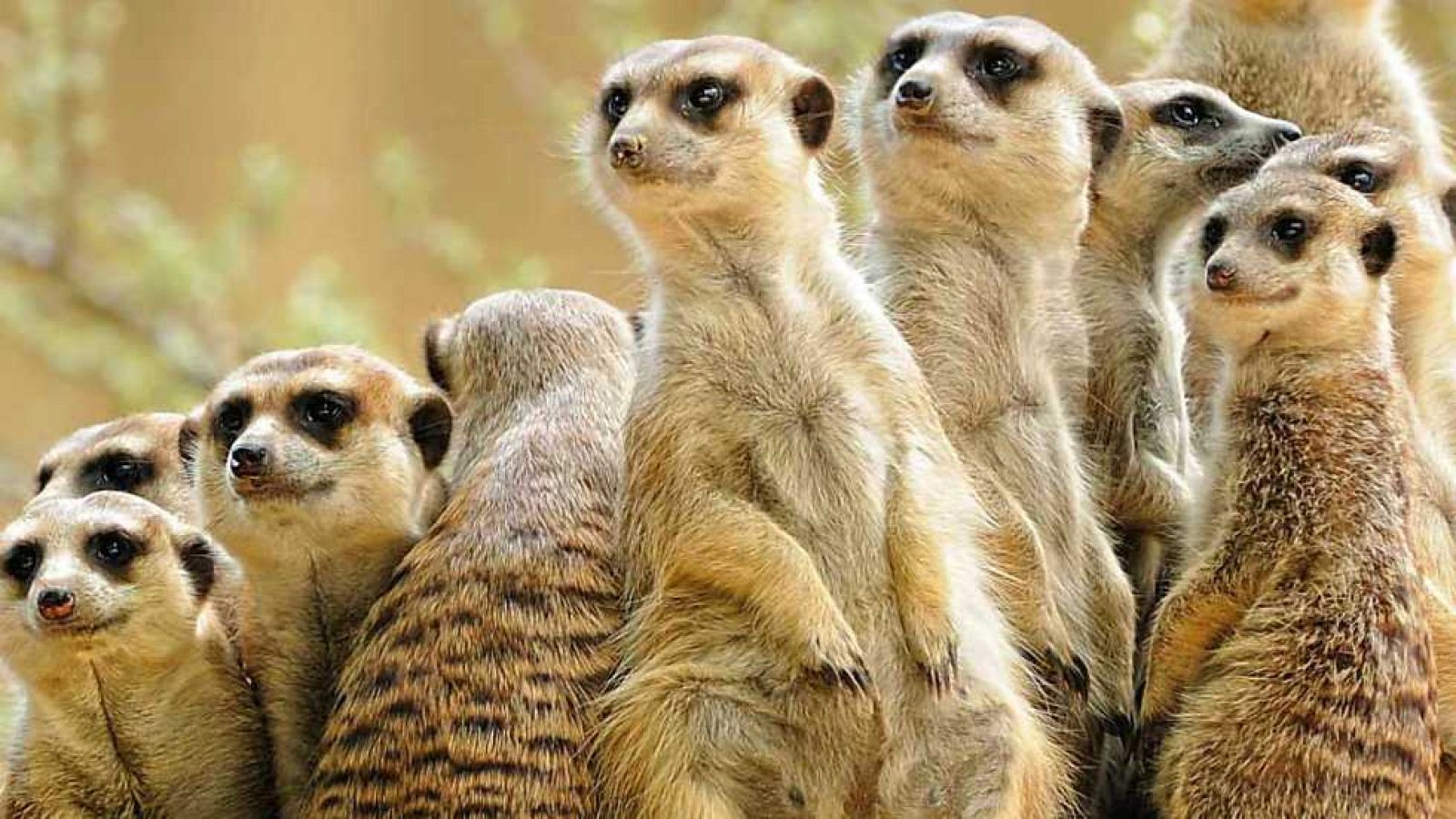 Grandes documentales - Un año en la Naturaleza (2) - Ver ahora