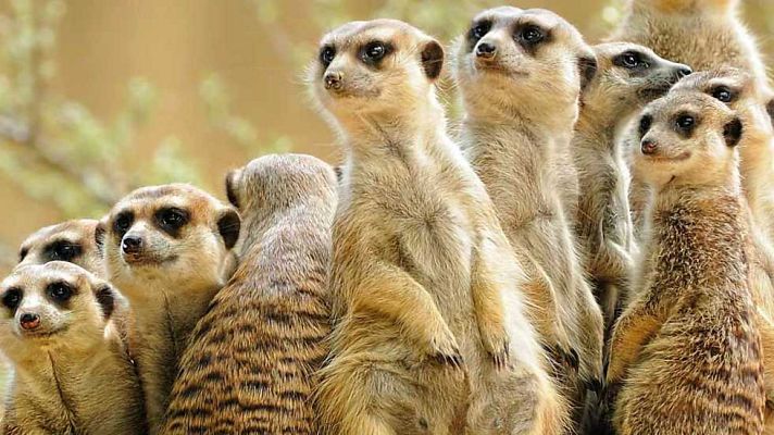 Grandes documentales - Un año en la Naturaleza (2)