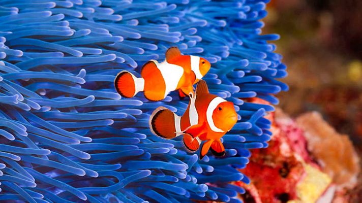 Grandes documentales - El pez estrella: la lucha por la supervivencia