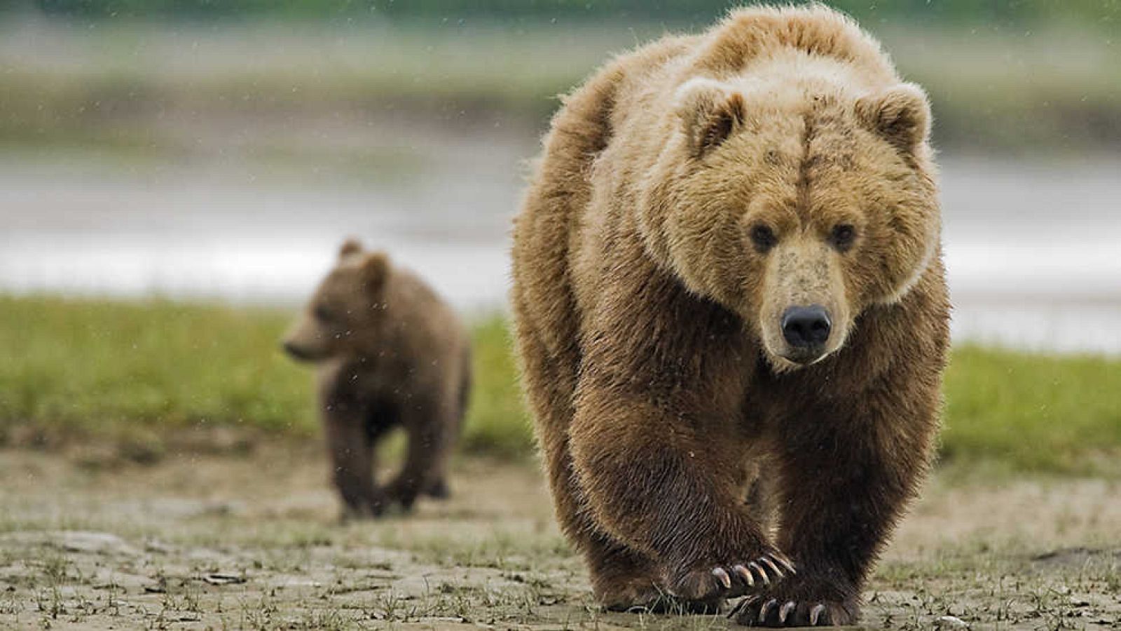 Grandes documentales - Los grizzlies gigantes - Ver ahora