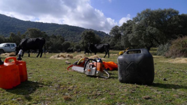 Aquí la Tierra - Las vacas avileñas, grandes supervivientes