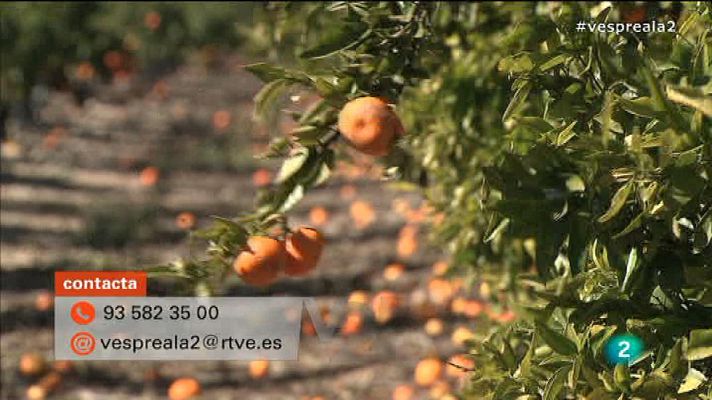 Vespre a La 2 - Connecta amb Vespre a La 2 - Les collites perdudes