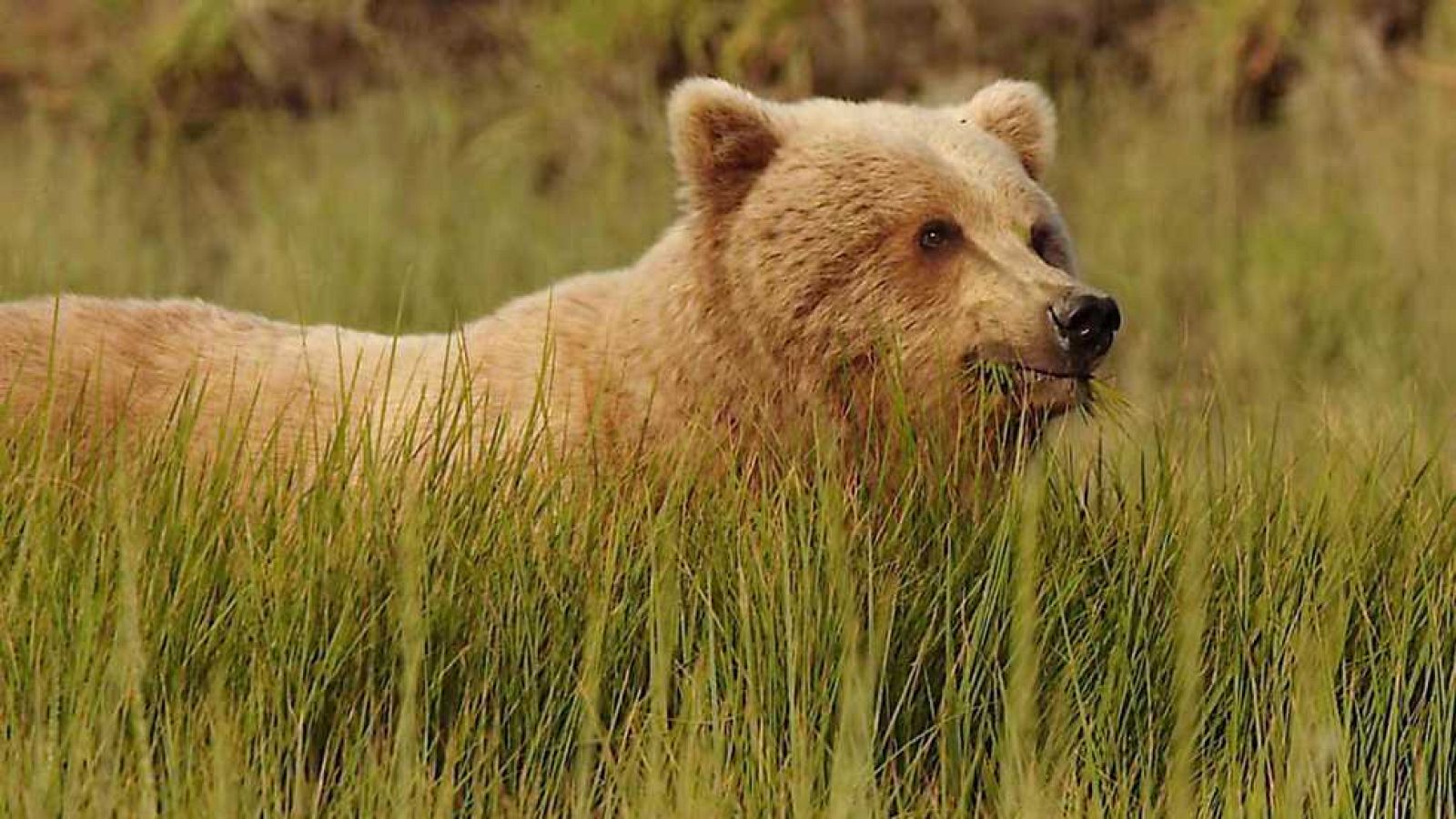 Grandes documentales - La caldera de los Grizzlys - Ver ahora