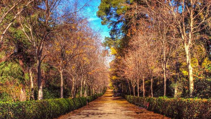 El escarabajo verde - La mirada quieta