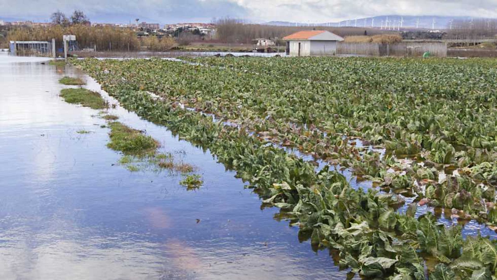 Agrosfera - 07/03/15 - Ver ahora