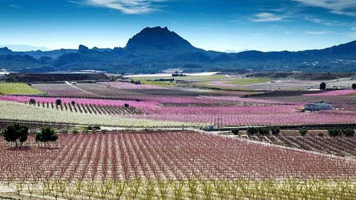 Telediario 1 - Los melocotoneros tiñen de color los campos de Cieza