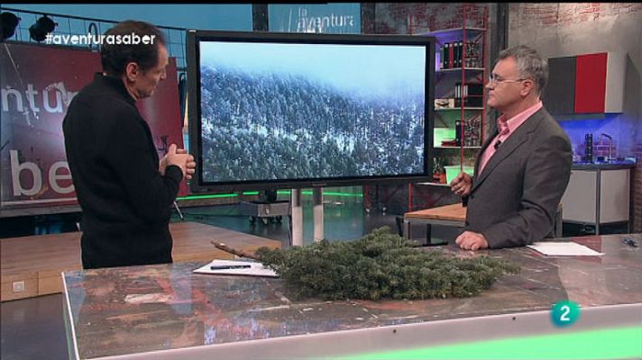 La aventura del Saber - Plantas adaptadas al frío