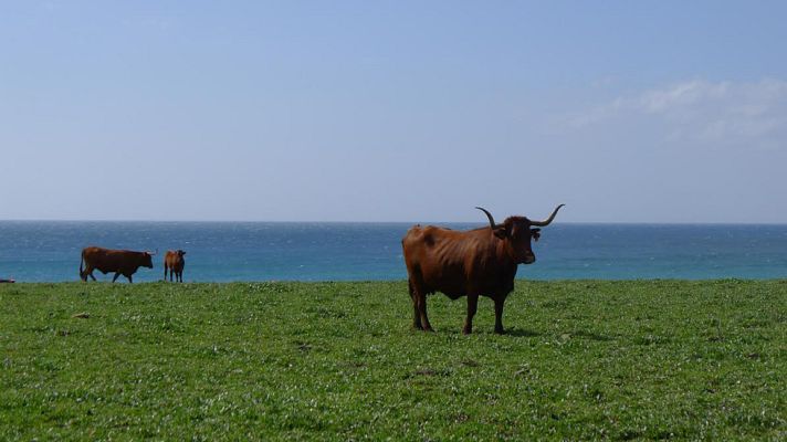 Aquí la Tierra - Las vacas playeras