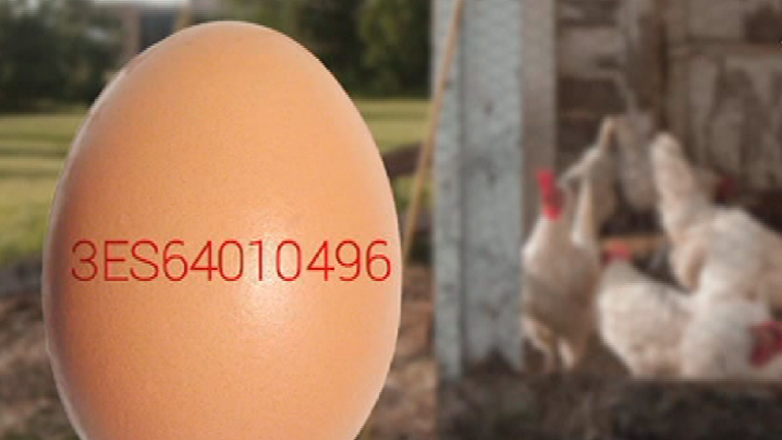 España Directo- ¿Sabemos qué huevos compramos?