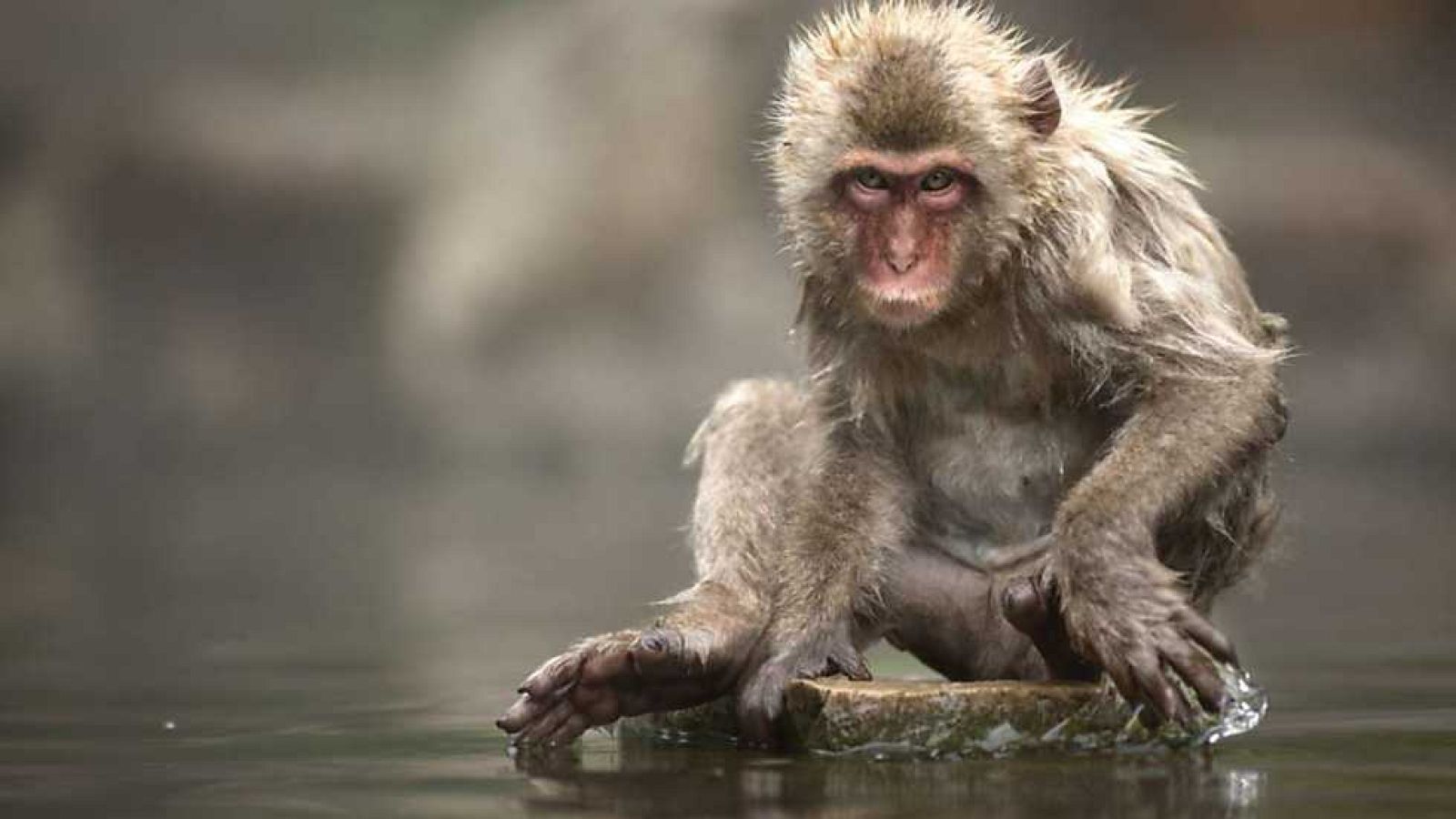 Grandes documentales - La colonia del pantano - ver ahora