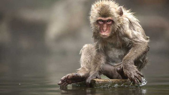 Grandes documentales - La colonia del pantano