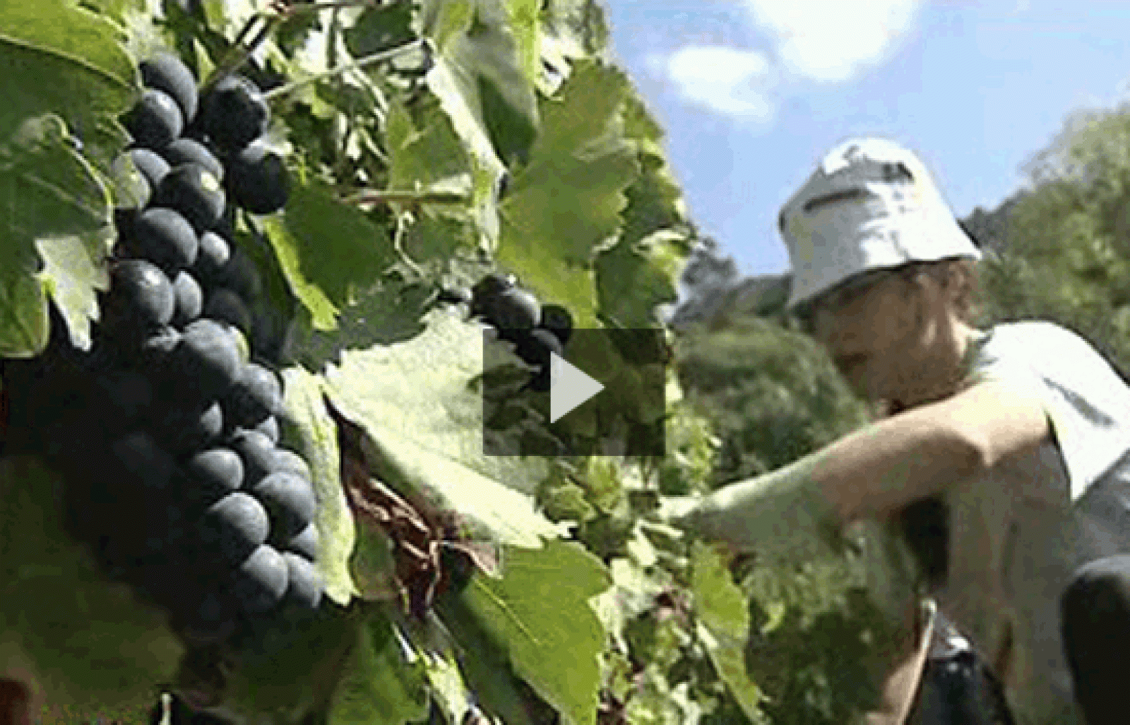 España Directo - El trabajo de los vendimiadores en la Ribeira Sacra de Galicia | Ver