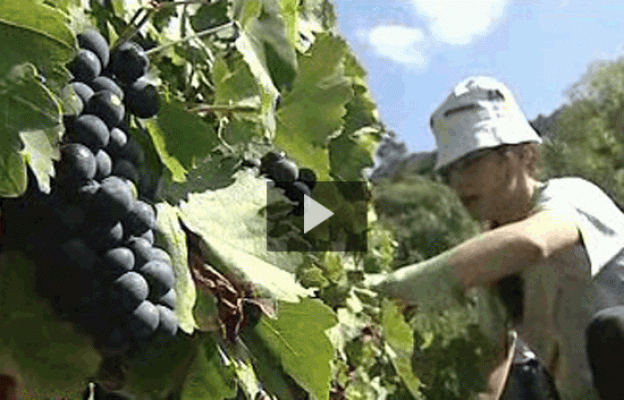 España Directo - Vendimia en la Ribeira Sacra