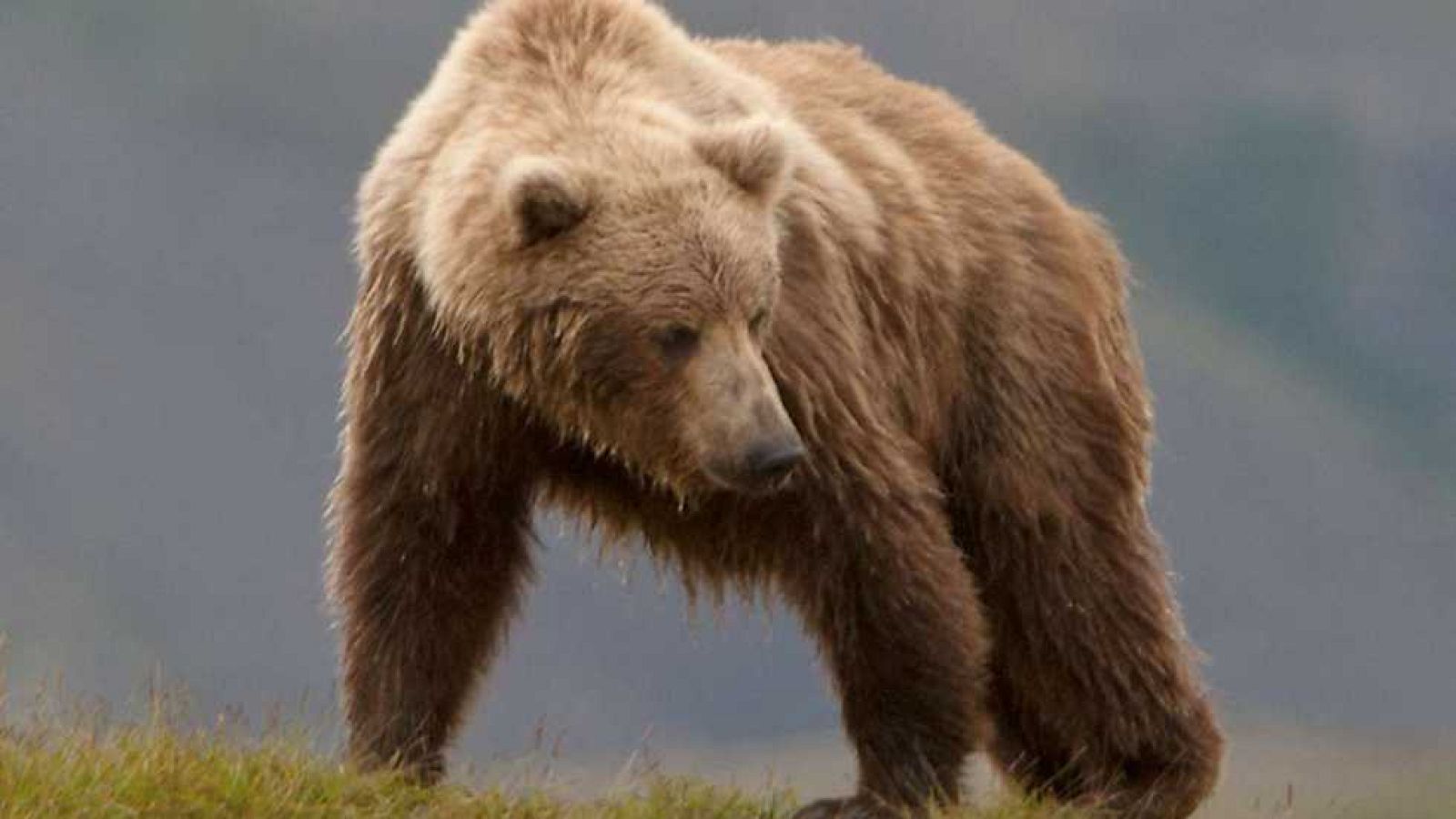 Jara y sedal - Patrulla oso - ver ahora