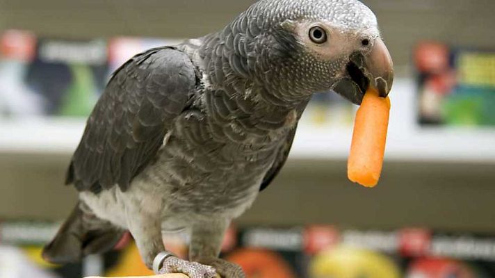 El escarabajo verde - La invasión silenciosa